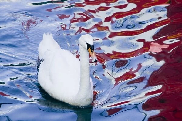 A Mute Swan swimming through colours of a fishing boat reflected in Oban harbour Scotland