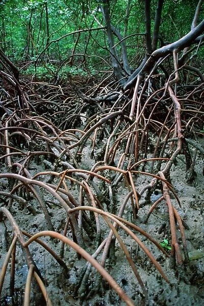 Native mangrove, Itamarac, Pernambuco, Brazil