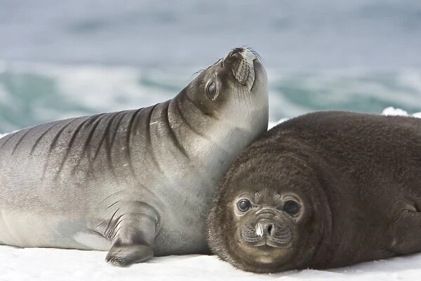 Newborn southern elephant seal (Mirounga leonina) on the beach at President Head on Snow Island in the South Shetland Island Group, Antarctica. Newborns exhibit a dark brown lanugo coat for about three weeks, which is then replaced by a