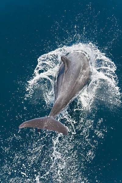Offshore type bottlenose dolphin pod (Tursiops truncatus) surfacing in the midriff region of the Gulf of California (Sea of Cortez), Baja California Norte