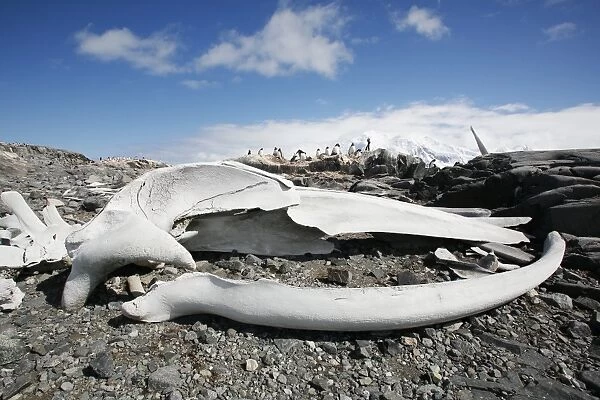 The old British Whaling Station at Port Lockroy and the whalebones across the bay at Point Jougla near Weincke Island, Antarctica