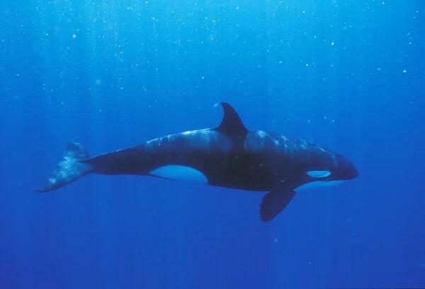 Orca, underwater (Orcinus orca). Mexico, Sea of Cortez. (rr)