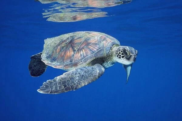 Pacific Green Sea Turtle (Chelonia mydas). Hawaii
