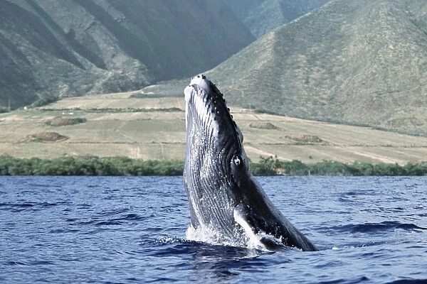 Pacific humpback whale calf breach  /  lunge along the coast of West Maui, Hawaii