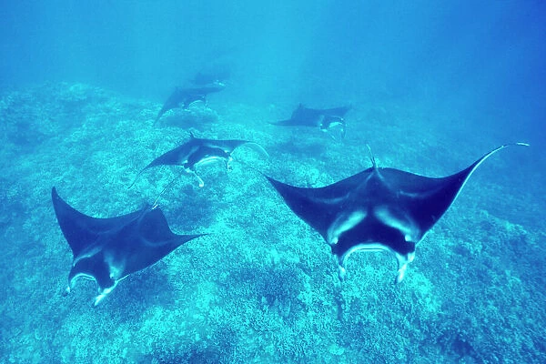 Pacific manta rays over reef in possible mating behavior'. West Maui, Hawaii, USA
