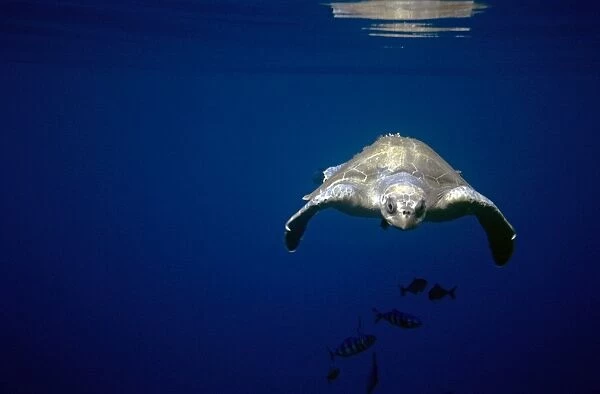 Pacific olive ridley turtle underwater. (Lepidochelys olivacea). Between Columbia and Galapagos, Columbia  /  Ecuador