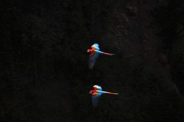 Pair of red macaws, Ara chloropterus, flying, Buraco das Araras, Bonito, Mato Grosso do Sul, Brazil (rr)