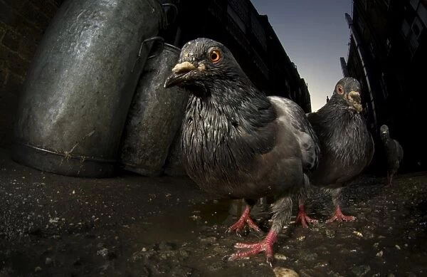 Pigeons (Columba Livis) gather in a dark alleyway, Chinatown, London