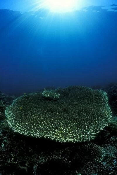 Plate Coral under sun. Gorontalo, Sulawesi, Indonesia