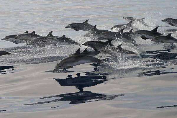 Pod of Atlantic spotted dolphins porpoising at surface (Stenella frontalis) Azores, Atlantic Ocean (RR)