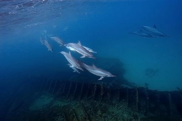 Pod of spinner dolphins, Stenella longirostris, swimming by the greek shipwreck, Baia de Santo Antonio, Fernando de Noronha, Pernambuco, Brazil