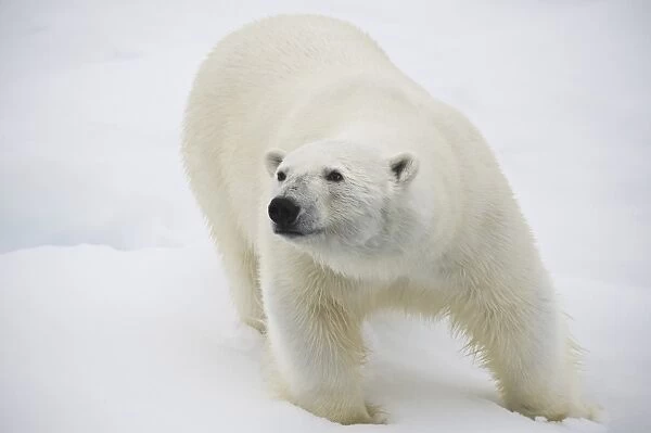 Polar Bear. Longyearbyen, Nordaustlandet, South Severn Is, Svalbard, Norway