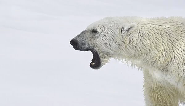 Polar Bear. Longyearbyen, Nordkappsundet, Nordaustlandet, , Svalbard, Norway