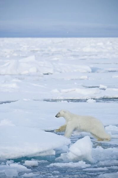 Polar Bear. Longyearbyen, Svalbard, Norway