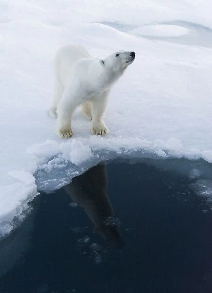 Polar Bear. Longyearbyen, Svalbard, Norway (rr)