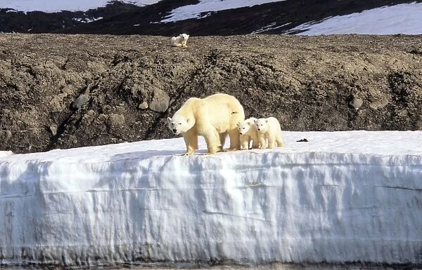 Polar Bear (Ursus Maritimus) mother with two cubs standing on an ice terrace. WilhelmOya, Svalbard