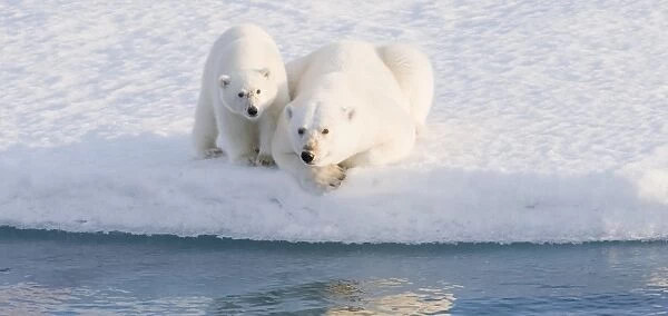Polar Bears. Longyearbyen, Svalbard, Norway