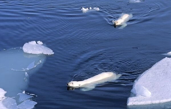 Two Polar Bears (Ursus maritimus) approaching while swimming amongst melting ice floes. Northwest of Nordaustlandet, Svalbard Archipelago, High Norwegian