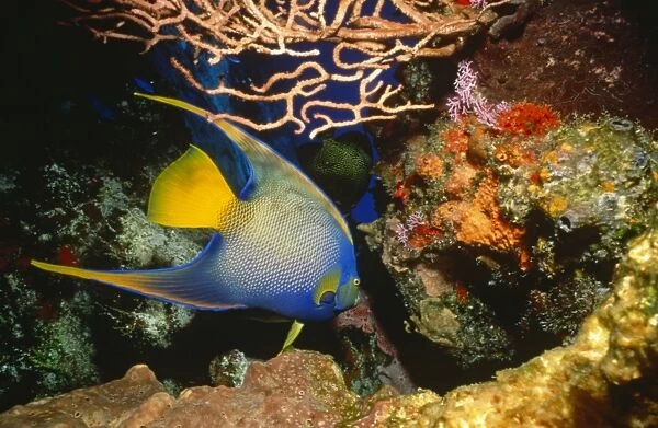 Queen Angelfish (Holacanthus ciliaris). Brightly coloured adult swimming against a coral background, Cozumel, Mexico