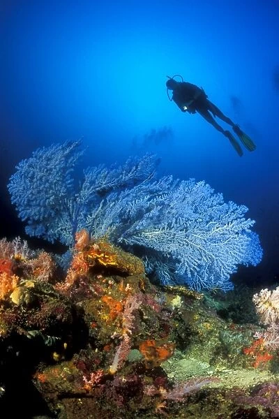 Rare Blue Sea Fan (Acanthogorgia sp. ) and diver. Gorontalo, Sulawesi, Indonesia
