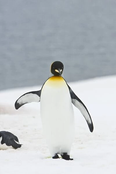 A very rare sighting of a lone adult king penguin (Aptenodytes patagonicus) among breeding and nesting colonies of both gentoo and chinstrap penguins on Barrentos Island in the Aitcho Island Group, South Shetland Islands, Antarctica
