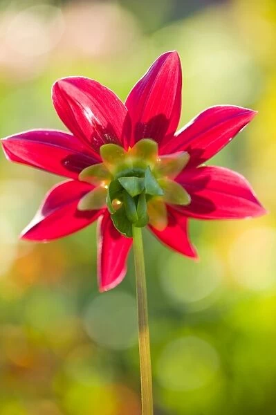 A red dahlia flower
