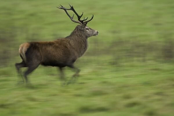 Red Deer (Cervus elaphus) running, taken with slow shutter speed to give sense of movement and speed. Isle of Mull, Argyll, Scotland