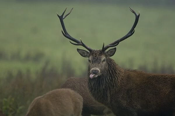 Red Deer (Cervus elaphus) stag standing in heavy rain with females, tongue lolling out tasting hinds scent and wetting nose for better sense of smell. Isle of Mull, Argyll, Scotland