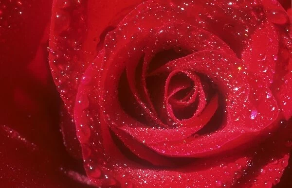 A red rose with rain drops on