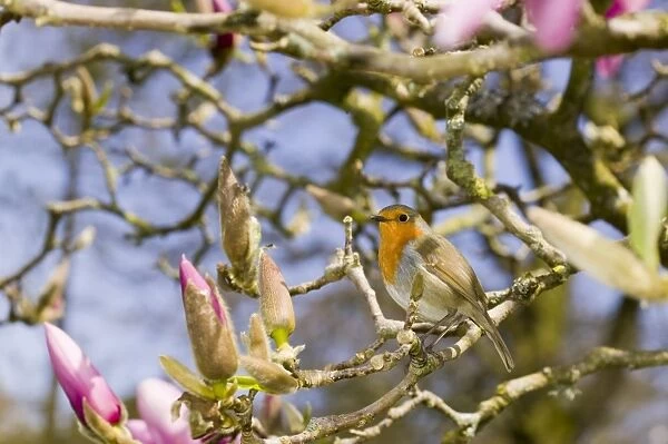 A Robin in a Magnolia tree in spring UK