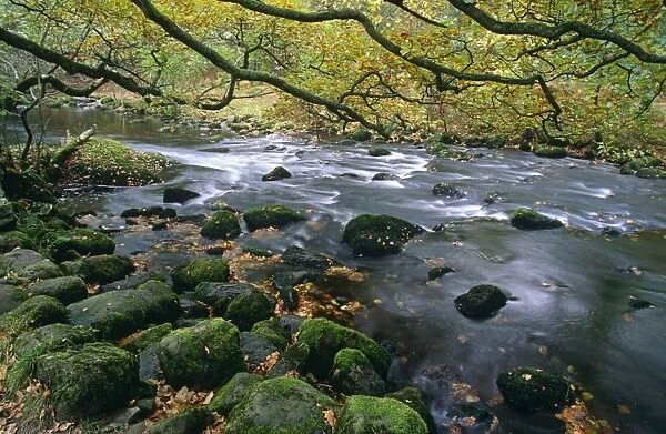 Rocky woodland stream with overhanging oak tree (Quercus robur). Near Grasmere, Cumbria, UK