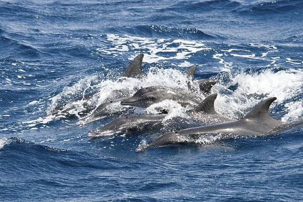 Rough-Toothed Dolphin (Steno Bredanensis). Azores, North Atlantic