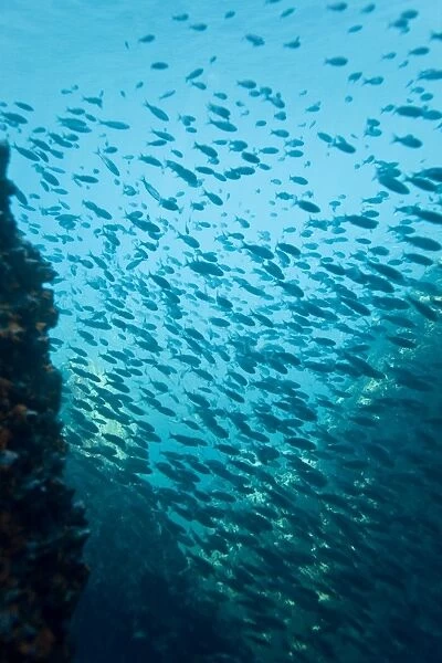 Schooling baitfish underwater in the Galapagos Island Archipeligo, Ecuador. Pacific Ocean. (rr)