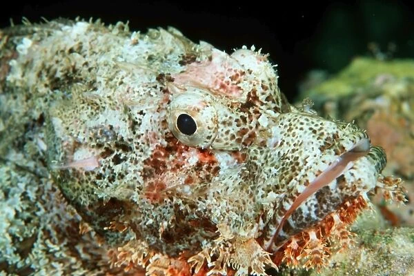 Scorpionfish, Scorpaenopsis sp. Similan Islands marine sanctuary, Thailand (Andaman Sea)