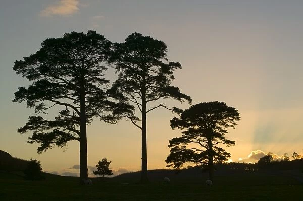 Scots Pine trees at sunset in Wasdale Lake District UK