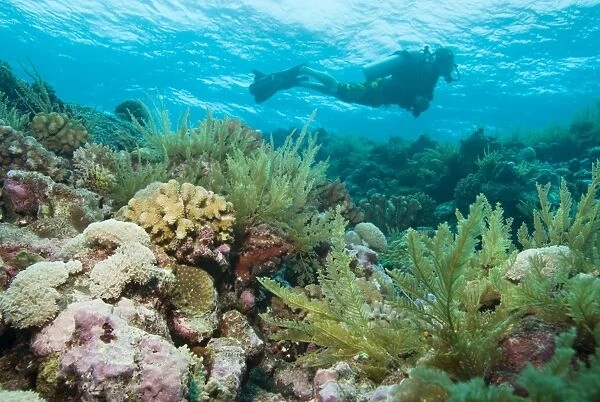 Scuba Diving. Cains, Queensland, Australia