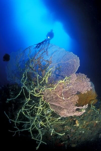 Sea Fan (Muricella sp. ), rope Sponges and diver. Gorontalo, Sulawesi, Indonesia