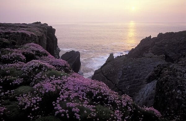 Sea Pink, Thrift, Skokholm Island, Pembrokeshire, West Wales, UK