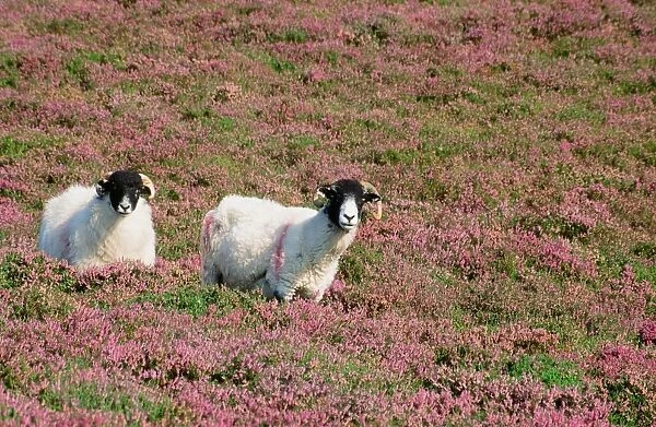 sheep in blooming heather on blencathra in the Lake District UK