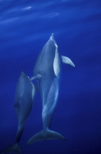 Short-beaked Common Dolphins (Delphinus delphis) mother and calf, bow-riding and surfacing. Azores, Portugal