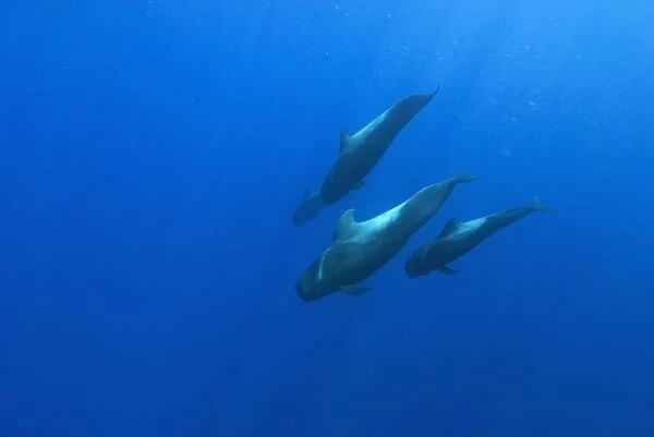 Short finned pilot whale (globicephala macrorynchus) Canary Islands. (rr)