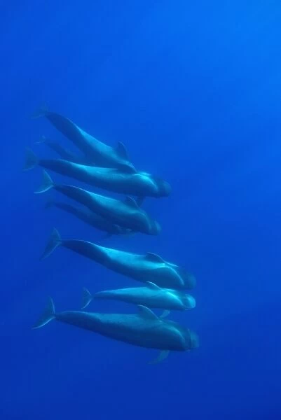 Short finned pilot whale (globicephala macrorynchus) A cluster of pilot whales descending into the blue. Canary Islands