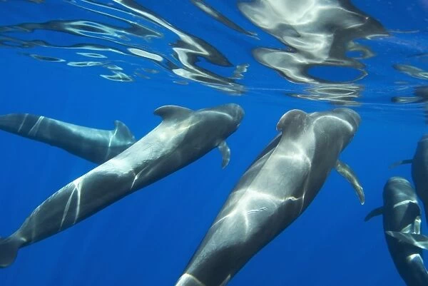Short finned pilot whale (globicephala macrorynchus) Pilot whales and their reflections at the surface. Canary Islands