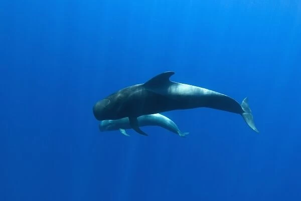 Short finned pilot whale (globicephala macrorynchus) An adult and juvenile pilot whale. Canary Islands