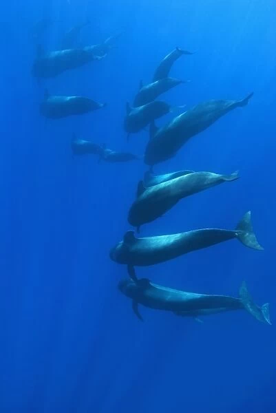 Short finned pilot whale (globicephala macrorynchus) A tight group of pilot whales begin to descend. Canary Islands