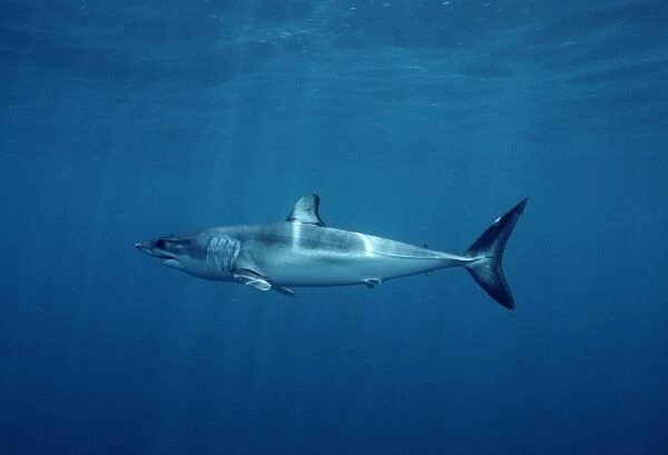 Shortfin ( ) mako shark (Isurus oxyrhinchus)