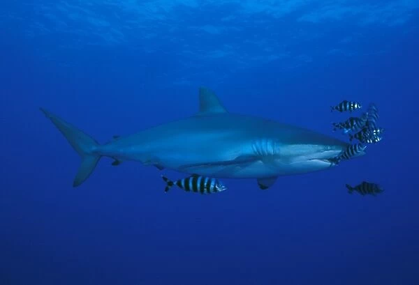 Silky shark with pilot fish (Carcharhinus falcicormis). Red Sea