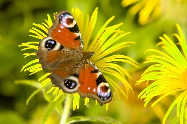 A small Peacock Butterfly feeding on a flower