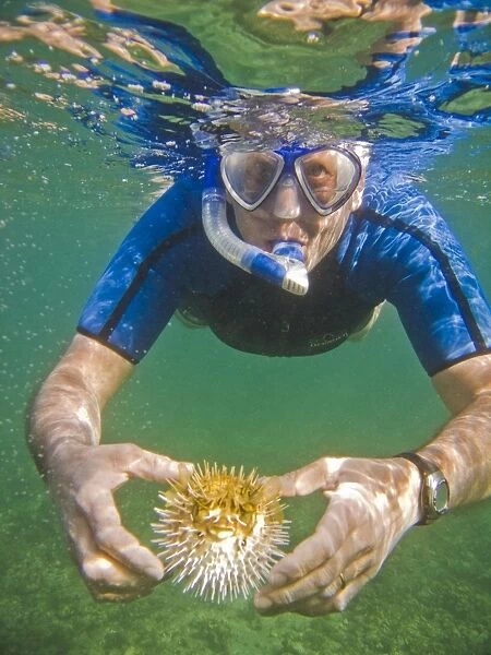 A snorkeler with a young balloonfish (Diodon holocanthus) puffed up in a state of agitation on Isla Monseratte in the lower Gulf of California (Sea of Cortez), Baja California Sur