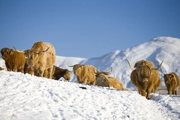 Snowfall over the Kentmere fells of Ill Bell and Yoke in the Lake district UK with Highland Cattle in the foreground on the side of Kirkstone